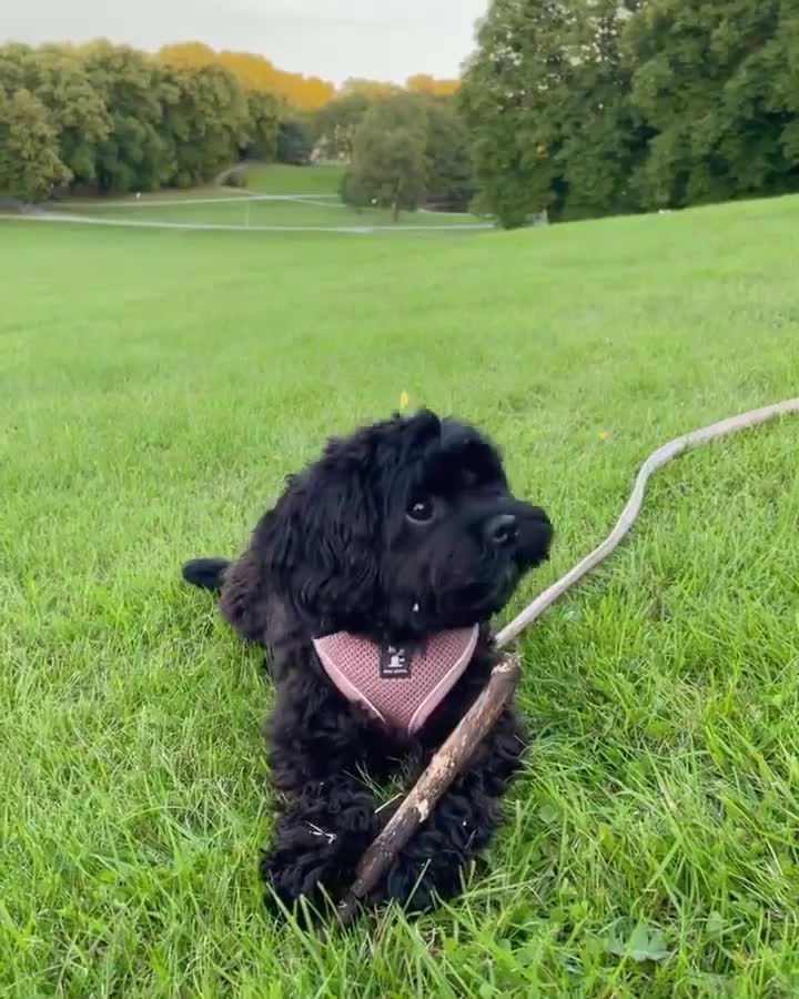 Cavapoo dogs for sale: Black female Cavapoo Puppy in Birmingham - Video 1