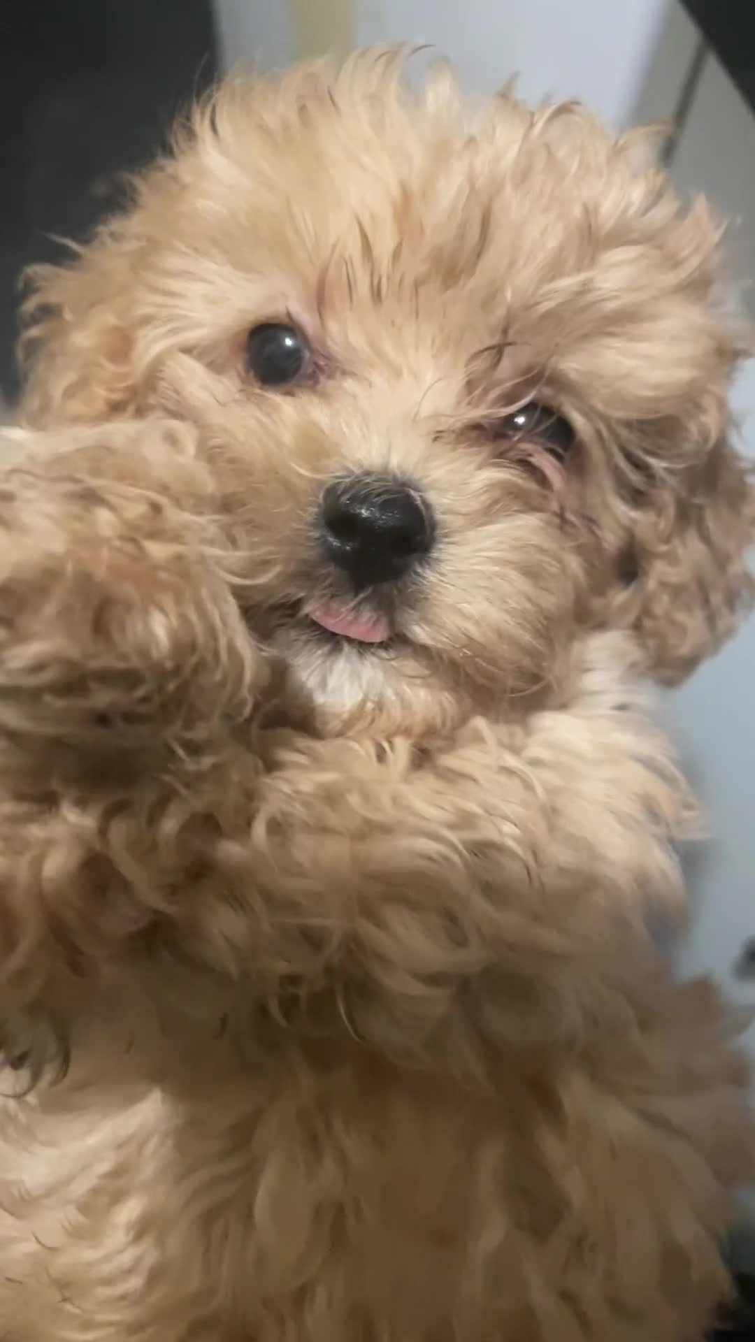 Maltipoo dogs for sale: 🧸5 stunning small teddy bears half Korean  🧸  - Video 2