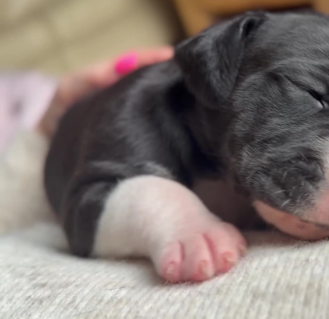 Great Dane dogs for sale: KC Reg READY NEXT WEEK 🐶 HEALTH TESTED 🐶 - Video 5