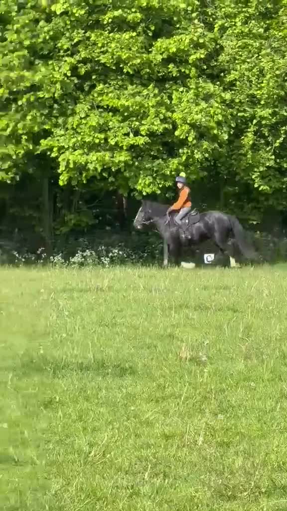 Welsh Section C horses for sale: Emily - Pony Club Princess in Newbury - Video 1
