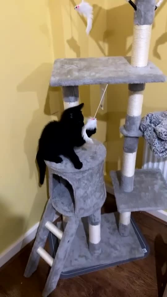 British Shorthair cats for sale: British Shorthair x Male  - Video 3