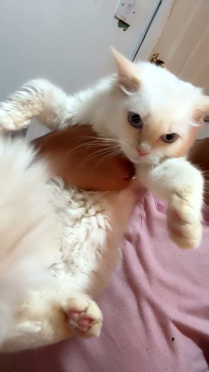 Ragdoll cats for sale: 6 month old flame point ragdoll  - Video 1