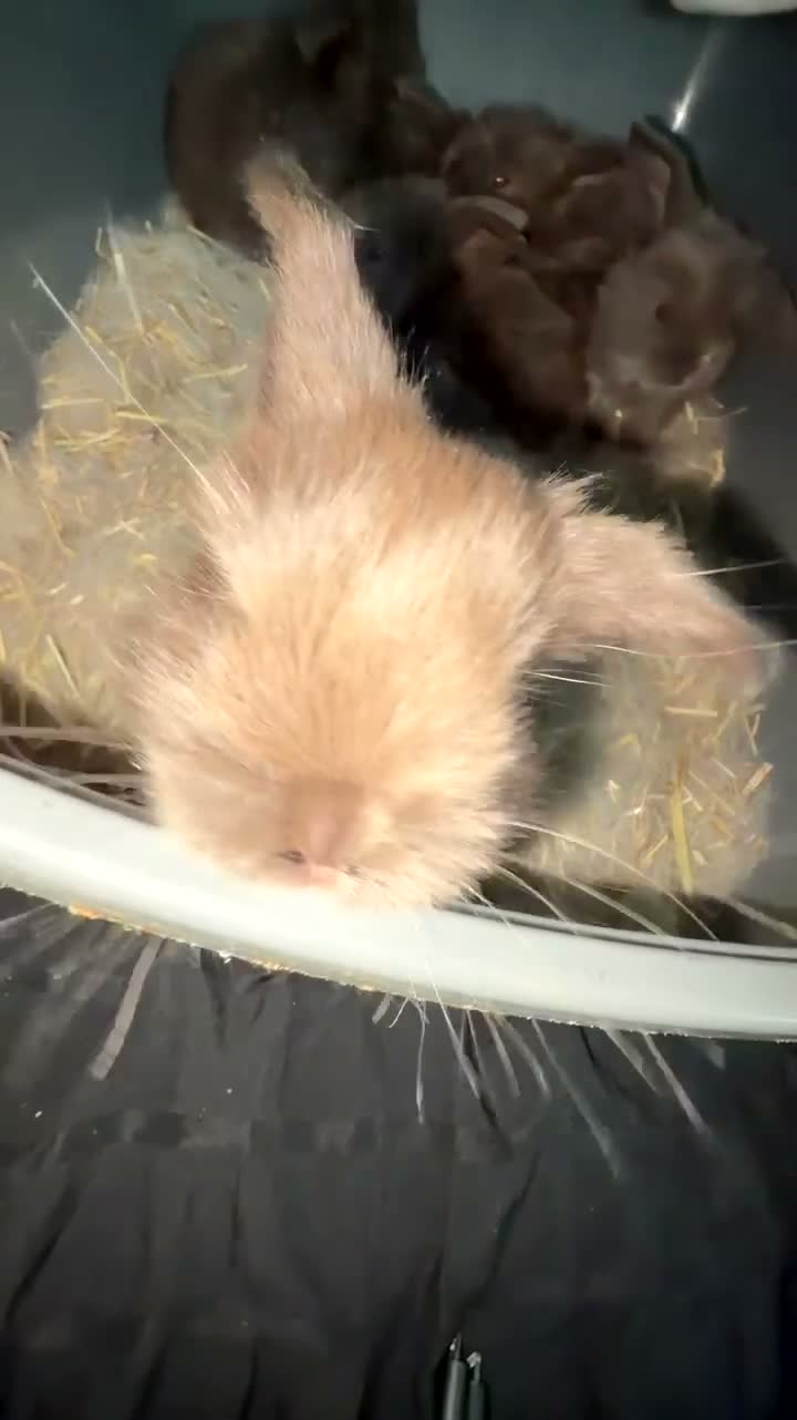 French Lop rabbits for sale: 7 chocolate French lop 5 girls 2 boys  - Video 2
