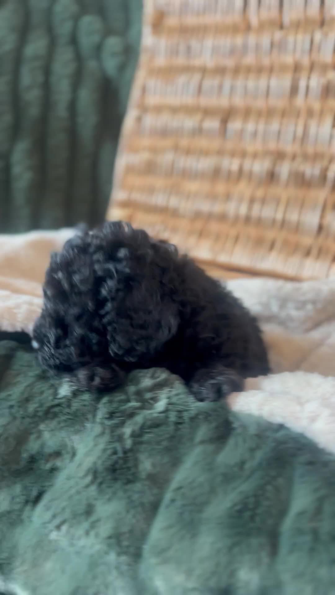 Toy Poodle dogs for sale: KC Toy Poodle Puppies, Champion Lines Final Litter - Video 3