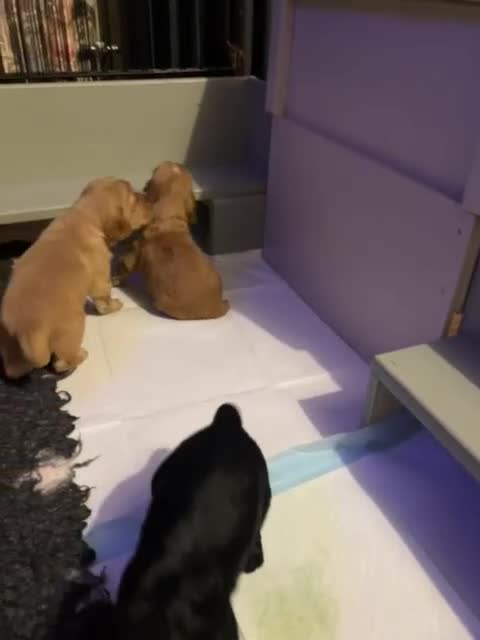 Cocker Spaniel dogs for sale: Beautiful KC reg working cocker spaniel puppies - Video 2