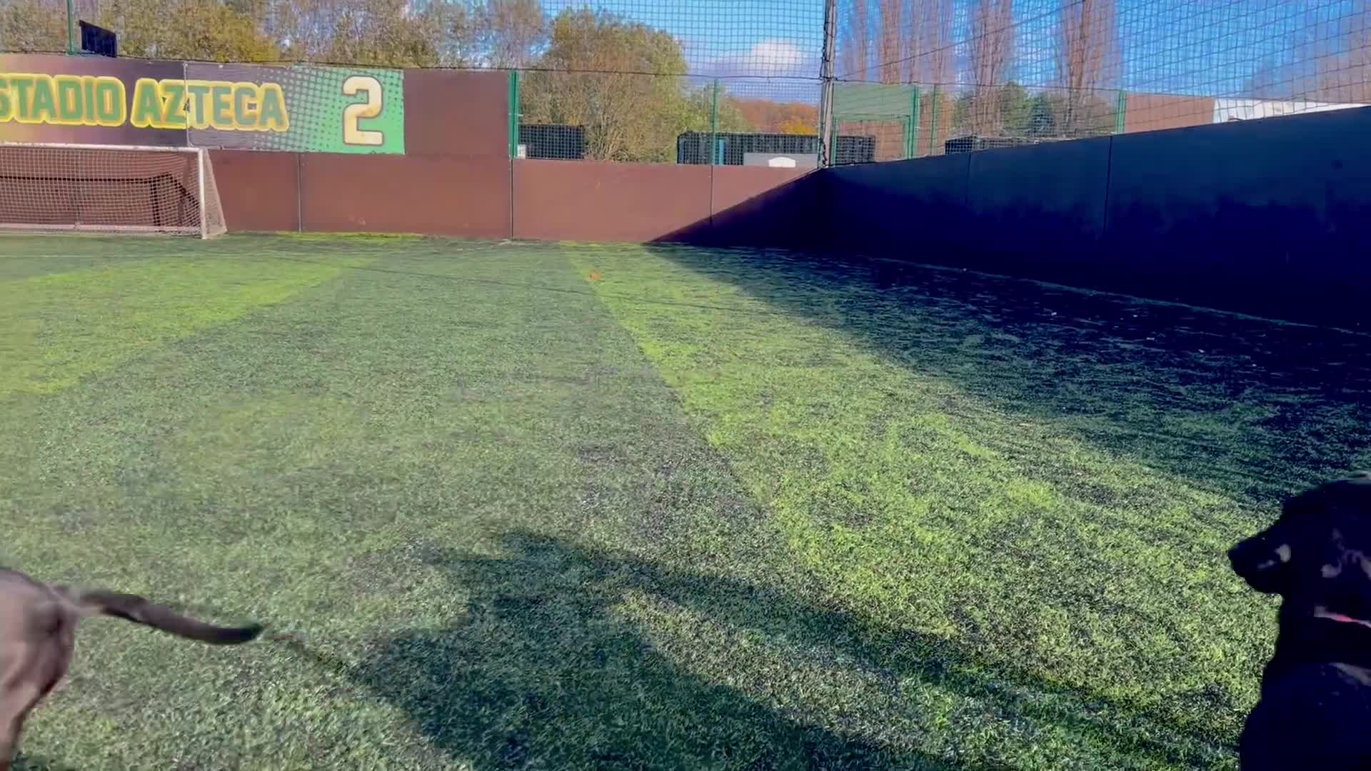 Labrador Retriever dogs for sale: Unique Happy,Healthy beautiful angels well trained - Video 3