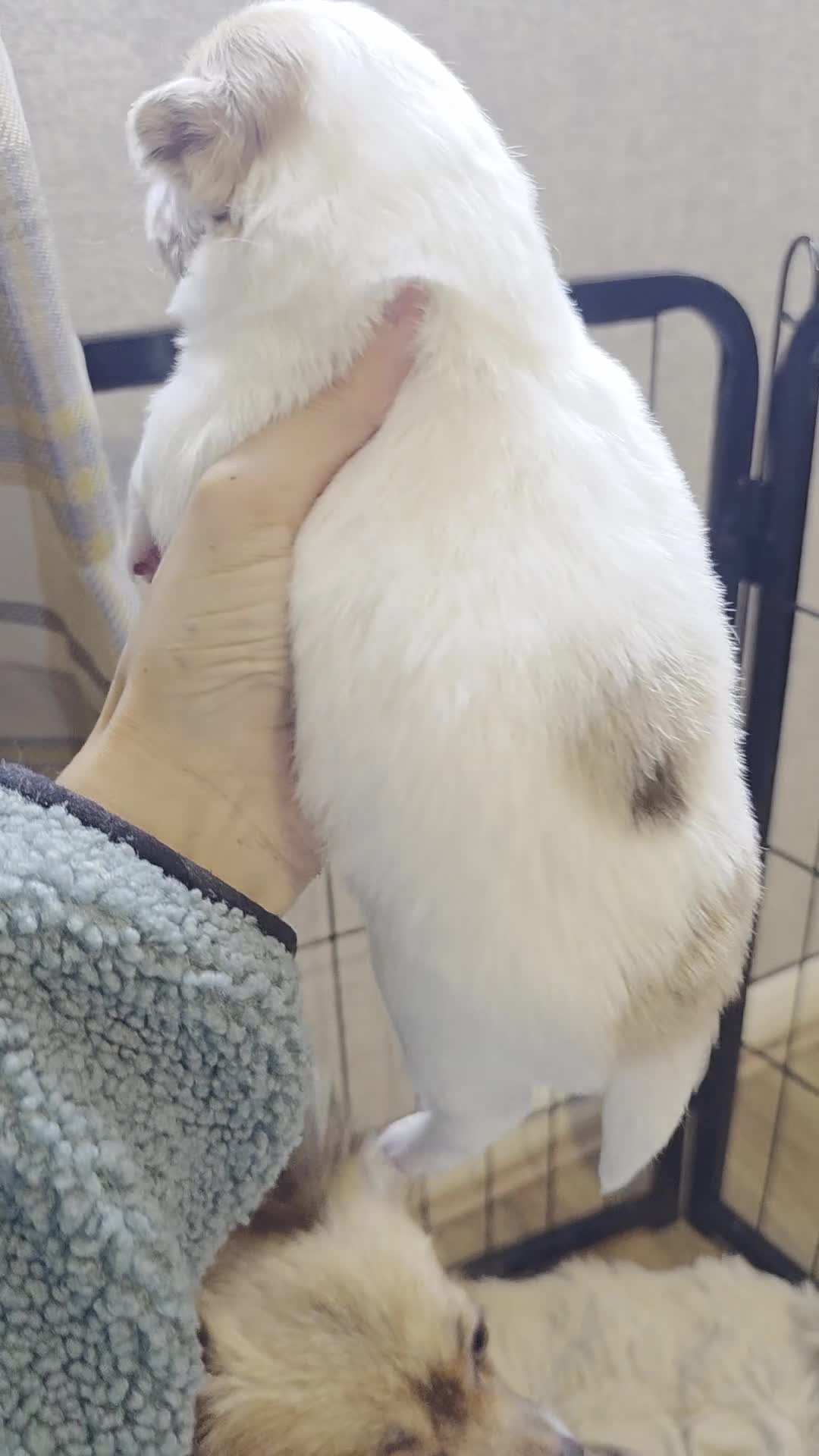 Pomchi dogs for sale: Last remaining Pomchi boy. - Video 1