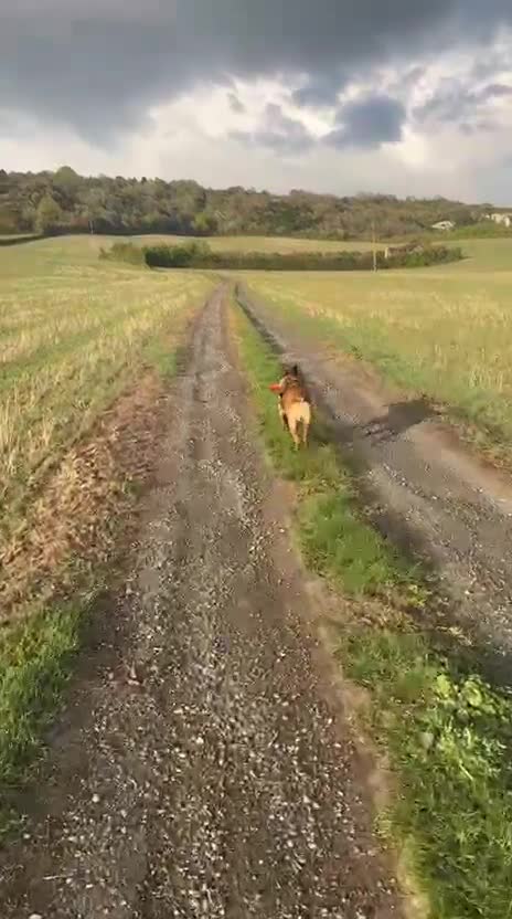 Belgian Shepherd Dog dogs for sale: Belgian malinois  - Video 2