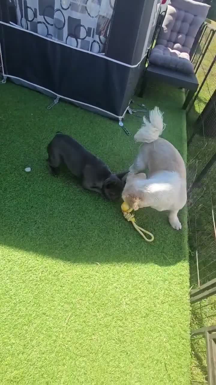 French Bulldog dogs for sale: Chloe french bull dog 6 months old kc registered in Stratford-upon-Avon - Video 1