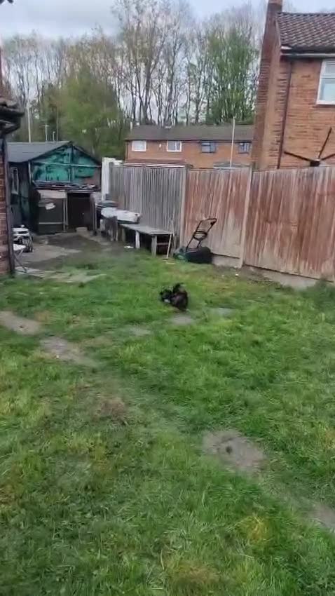 German Shepherd dogs for sale: German Shepherd puppy - Video 1