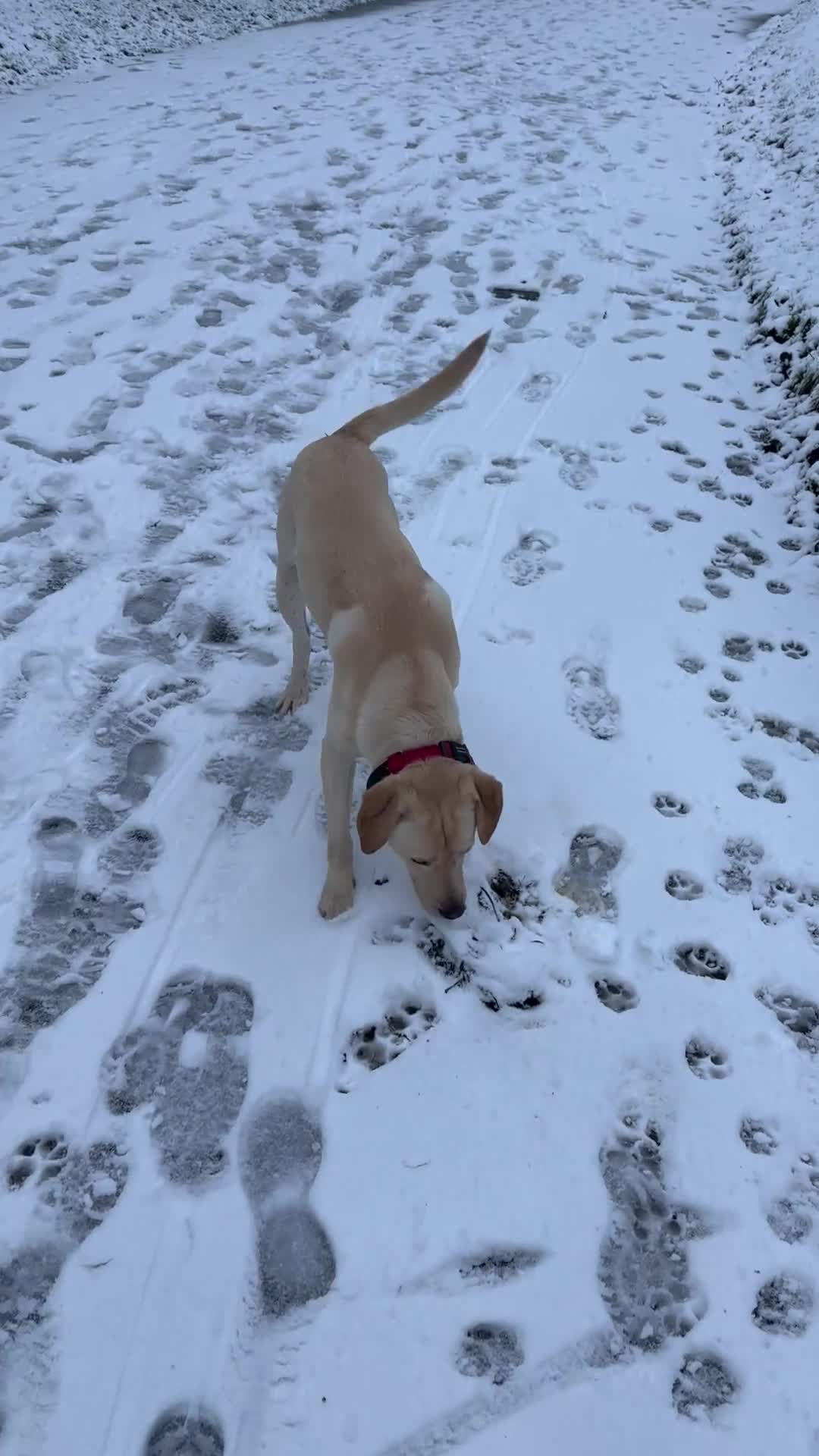 Labrador Retriever dogs for sale: Male fox red lab - Video 1