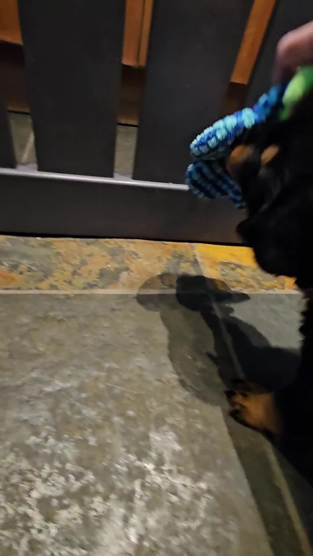 Rottweiler dogs for sale: Rottweiler Puppies in Great Yarmouth - Video 2
