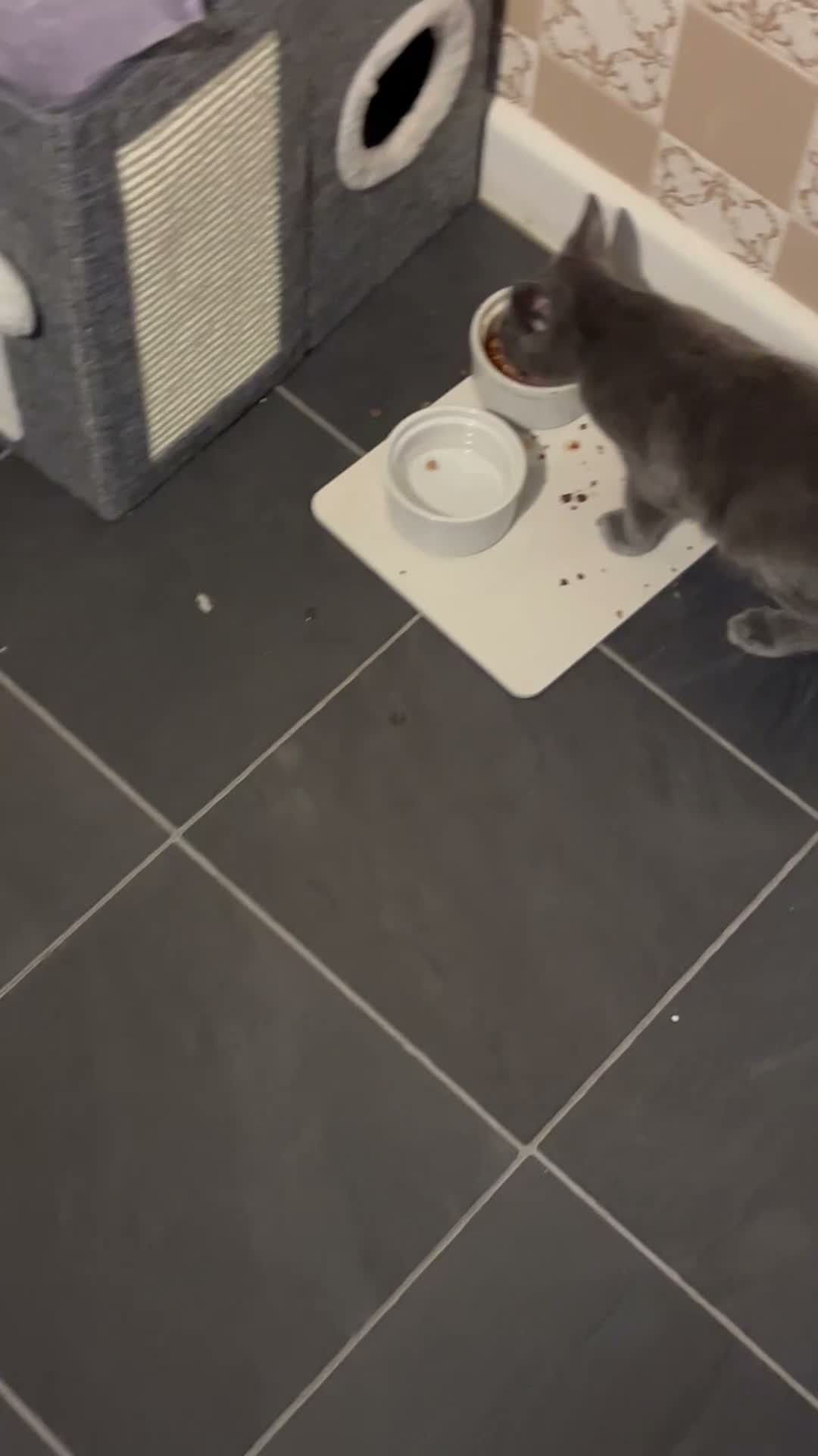 Russian Blue cats for sale: Russian blue  in Hemel Hempstead - Video 3