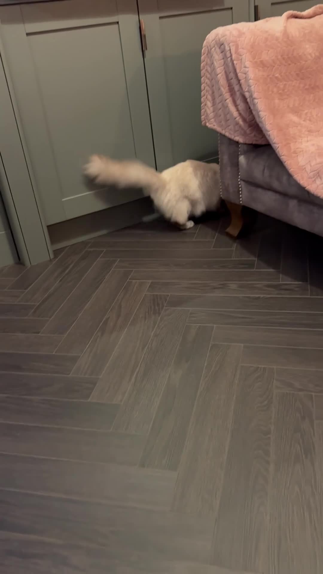 Ragdoll cats for sale: Beautiful 6mo ragdoll girl in Didcot - Video 1