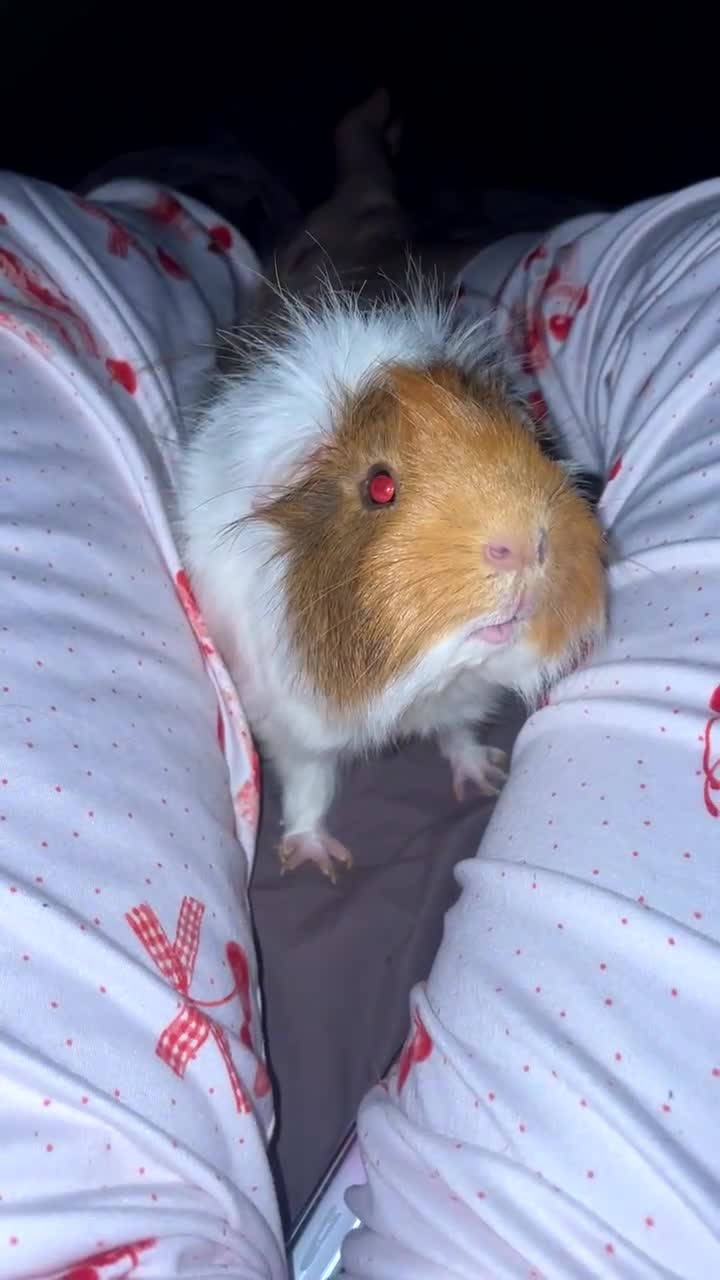 Guinea Pig rodents for sale: Male golden guinea pig  - Video 1