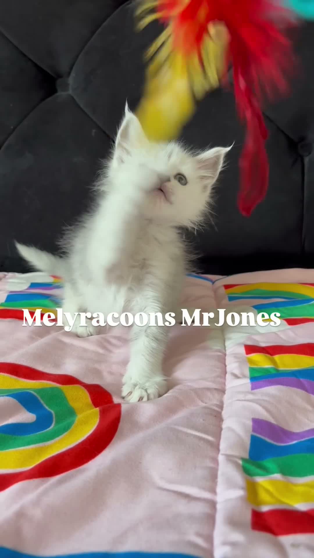 Maine Coon cats for sale: ⭐Mainecoon kittens-Champion lines⭐  - Video 4