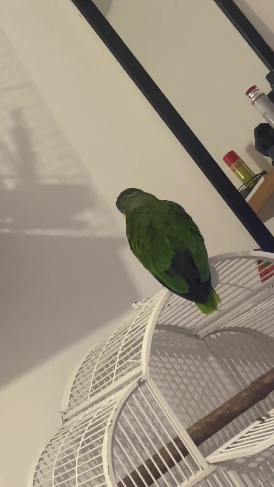 Parrots birds for sale: Amazon bird  - Video 1