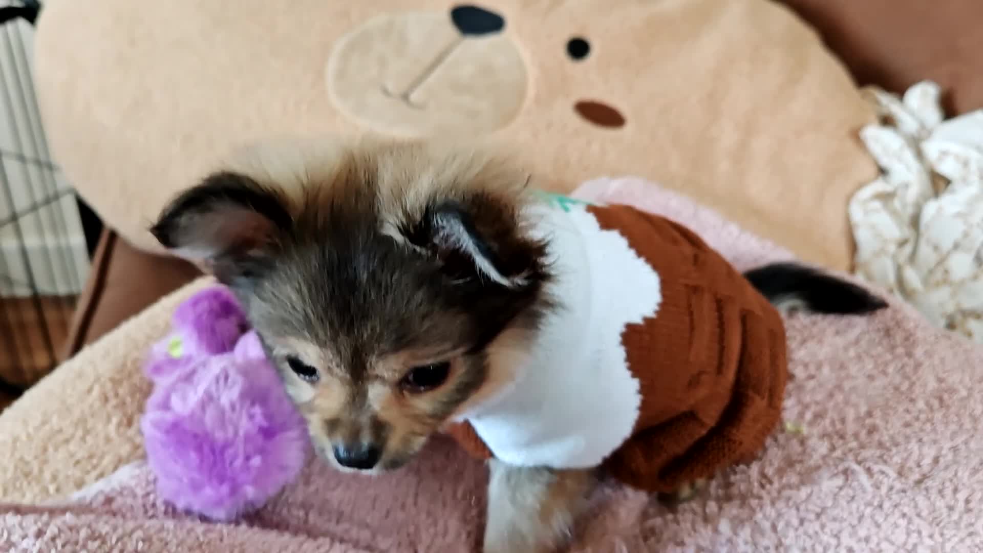 Pomchi dogs for sale: POMCHI - Video 1