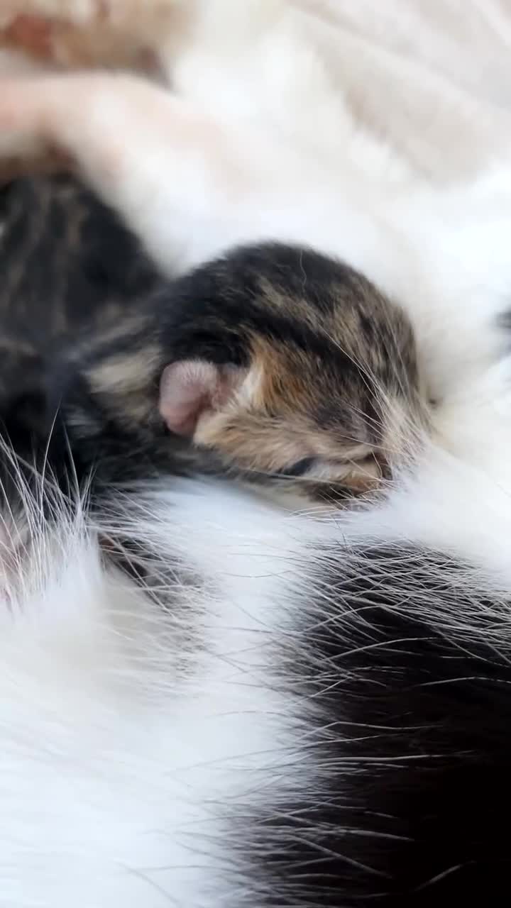 Ragdoll cats for sale: Kittens 💗 - Video 3