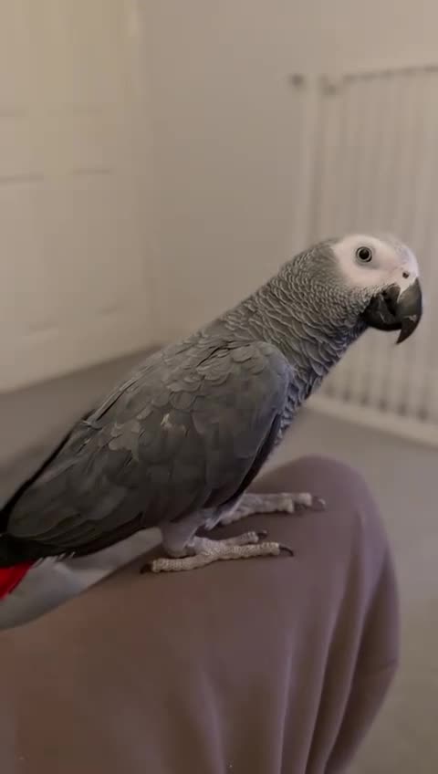 Parrots birds for sale: Hand reared 1 year old African grey  - Video 1