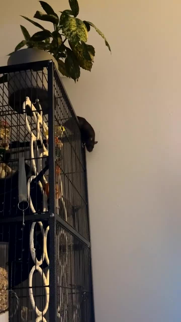 Rat rodents for sale: Two female rats - Video 3