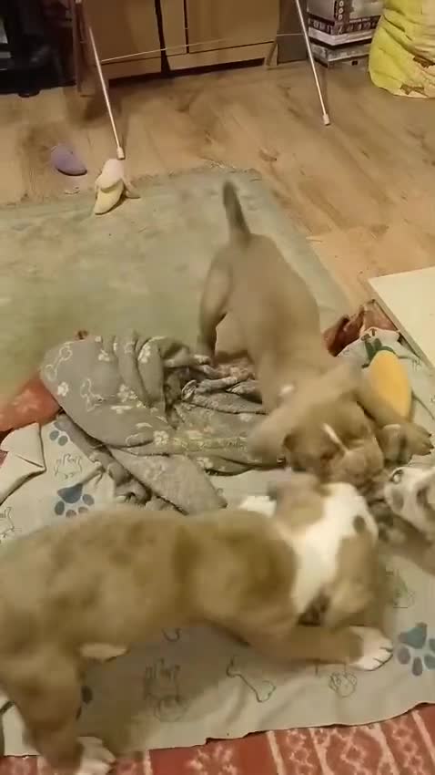 Old Tyme Bulldog dogs for sale: Old Tyme Bull Dog Puppies ( 8 weeks old) - Video 2