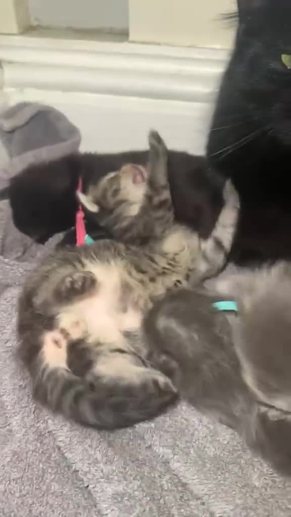 Maine Coon cats for sale: 5 Cross Maine Coon kittens for sale  - Video 1