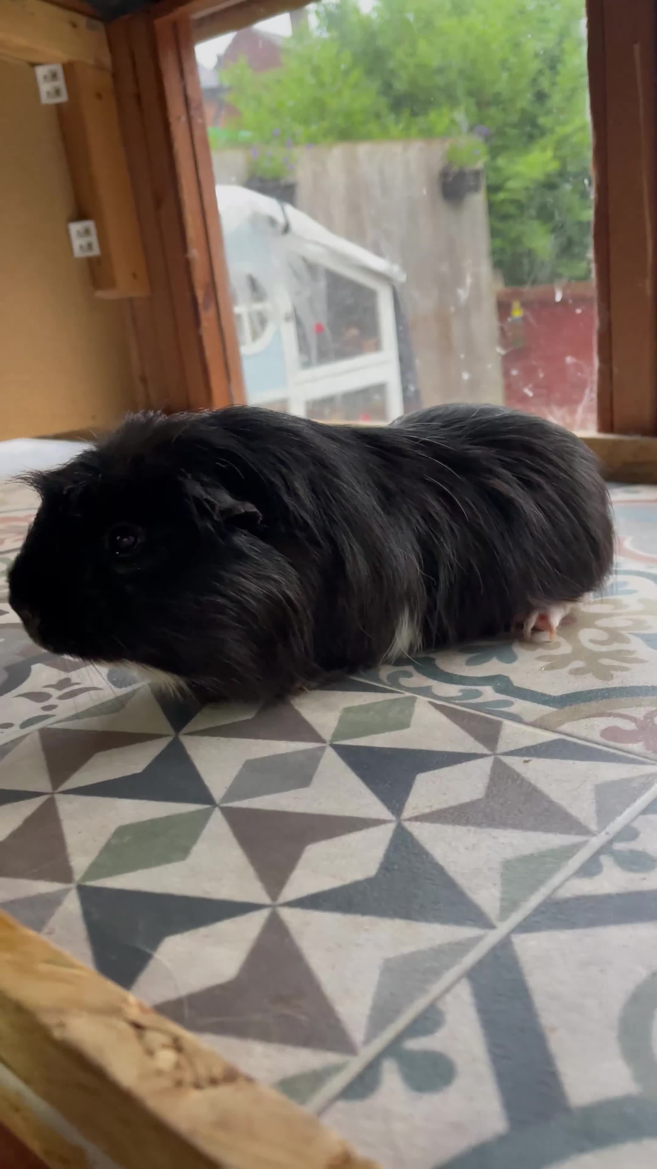 Guinea Pig rodents for sale: Domino the Guinea Pig Looking For New Home.  - Video 1