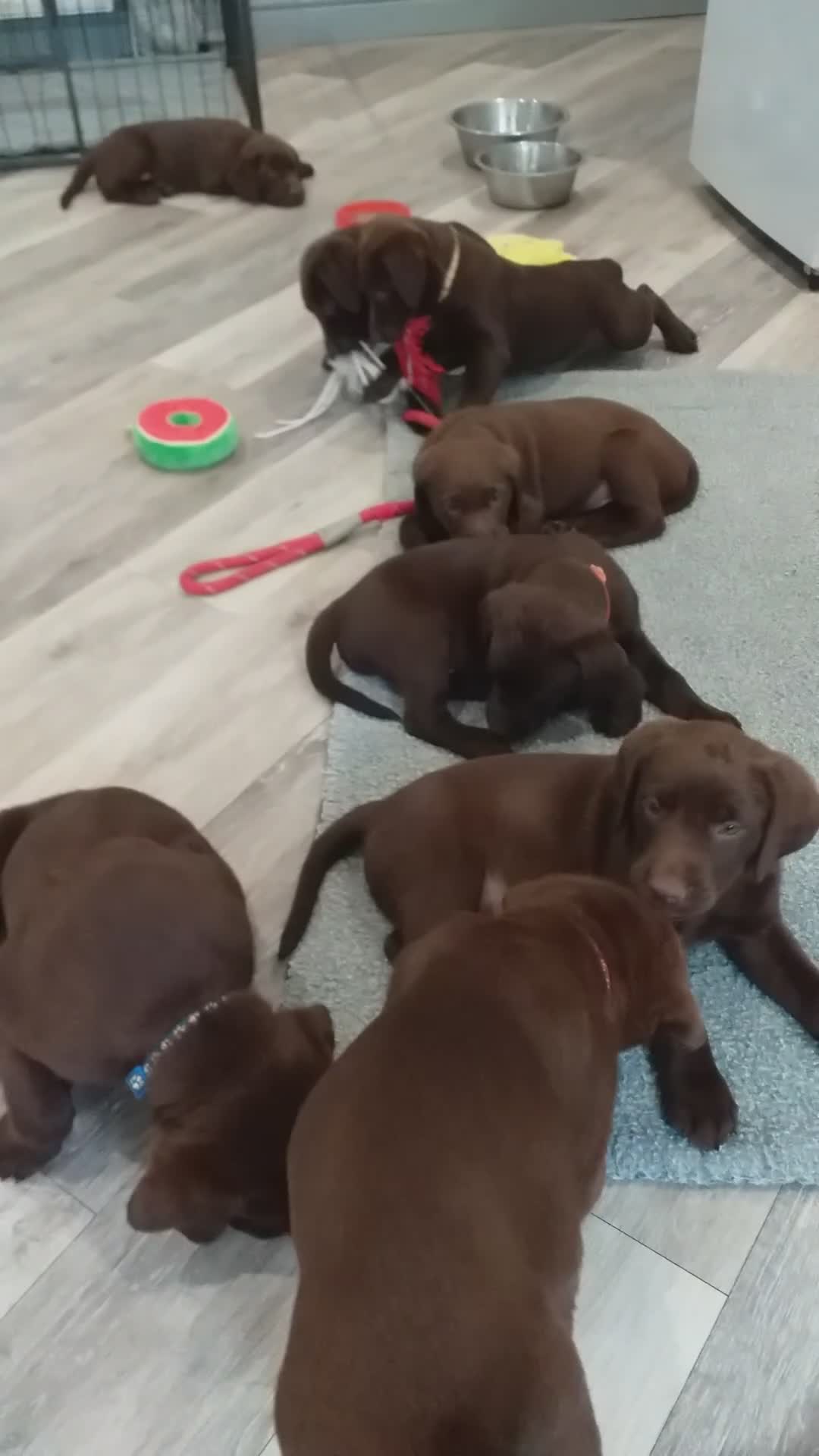 Labrador Retriever dogs for sale: KC Chocolate labrador (Ready To Go Now)🦮 - Video 3