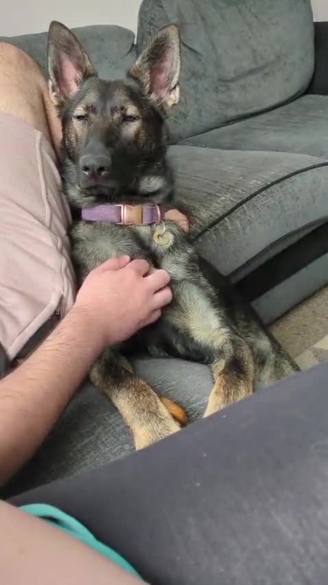 German Shepherd dogs for sale: Loyal, Playful German Shepherd for Rehoming - Video 2