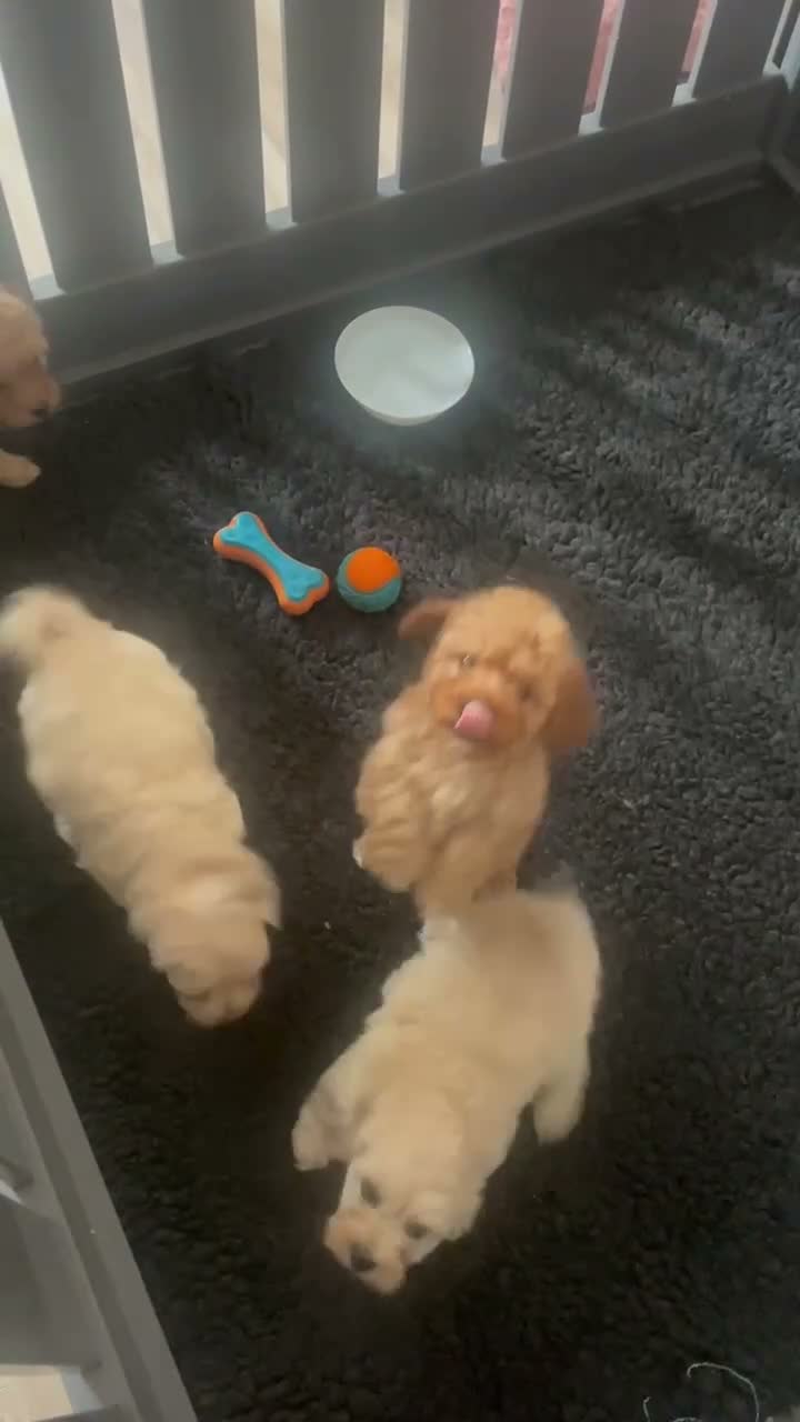 Mixed Breed dogs for sale: 4 Cavapoo girls ready  - Video 1