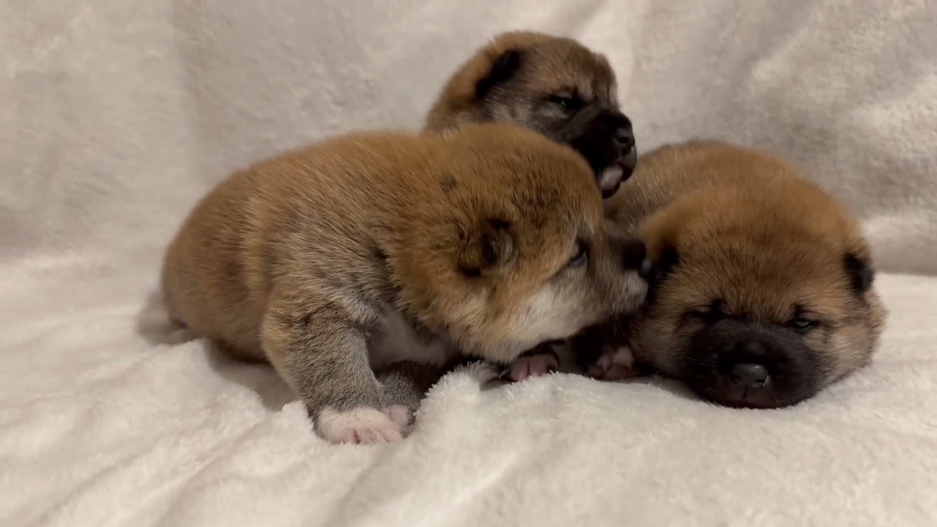 Japanese Shiba Inu dogs for sale: Japanese Shiba Inu Puppies  in Chester - Video 1