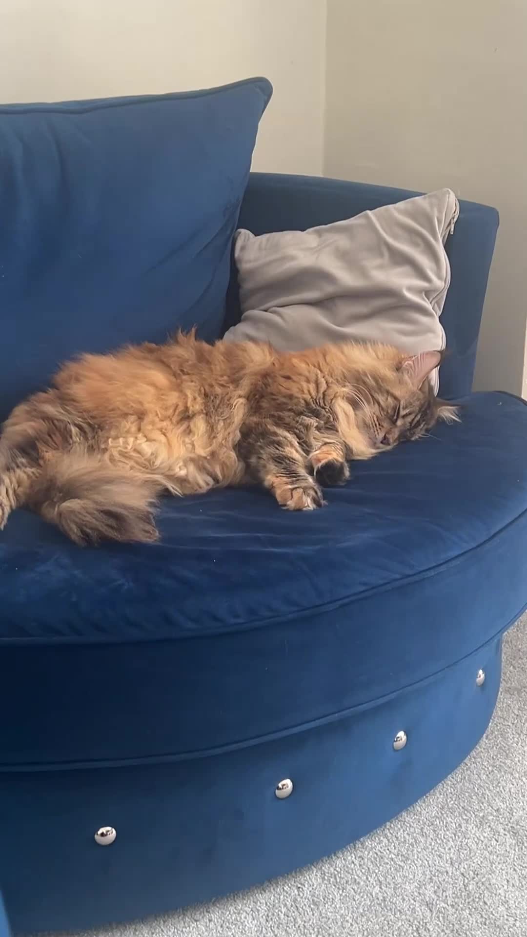Maine Coon cats for sale: Lady Roza looking for a loving home - Video 2