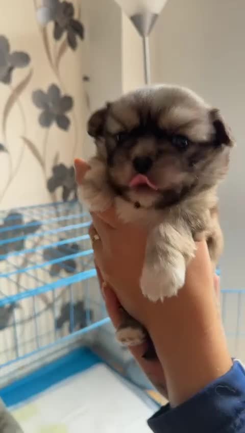 Shih Tzu dogs for sale: Shih tzu puppy - Video 1
