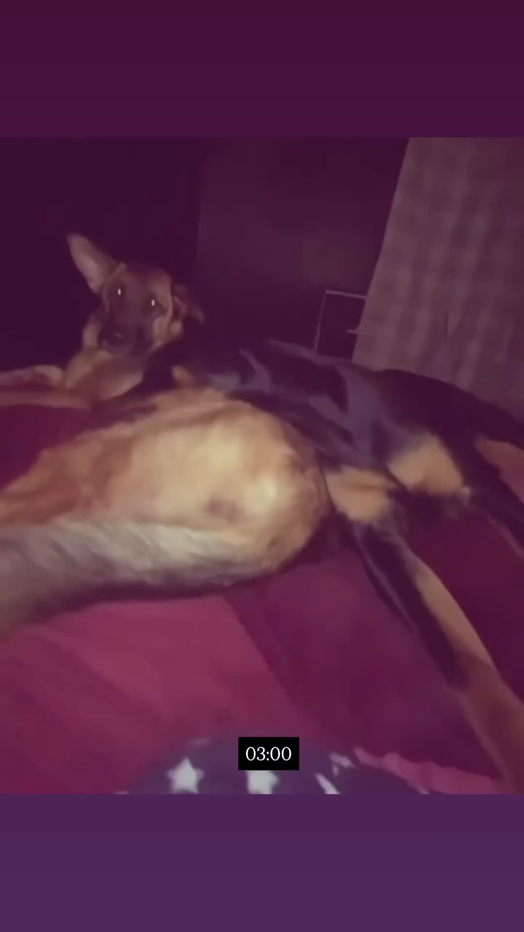 German Shepherd dogs for sale: HIGHprotection - performance ex police GSD  - Video 3