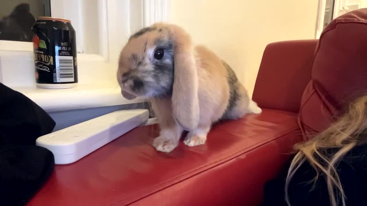 English Lop rabbits for sale: Friendly bunny for rehoming - Video 1