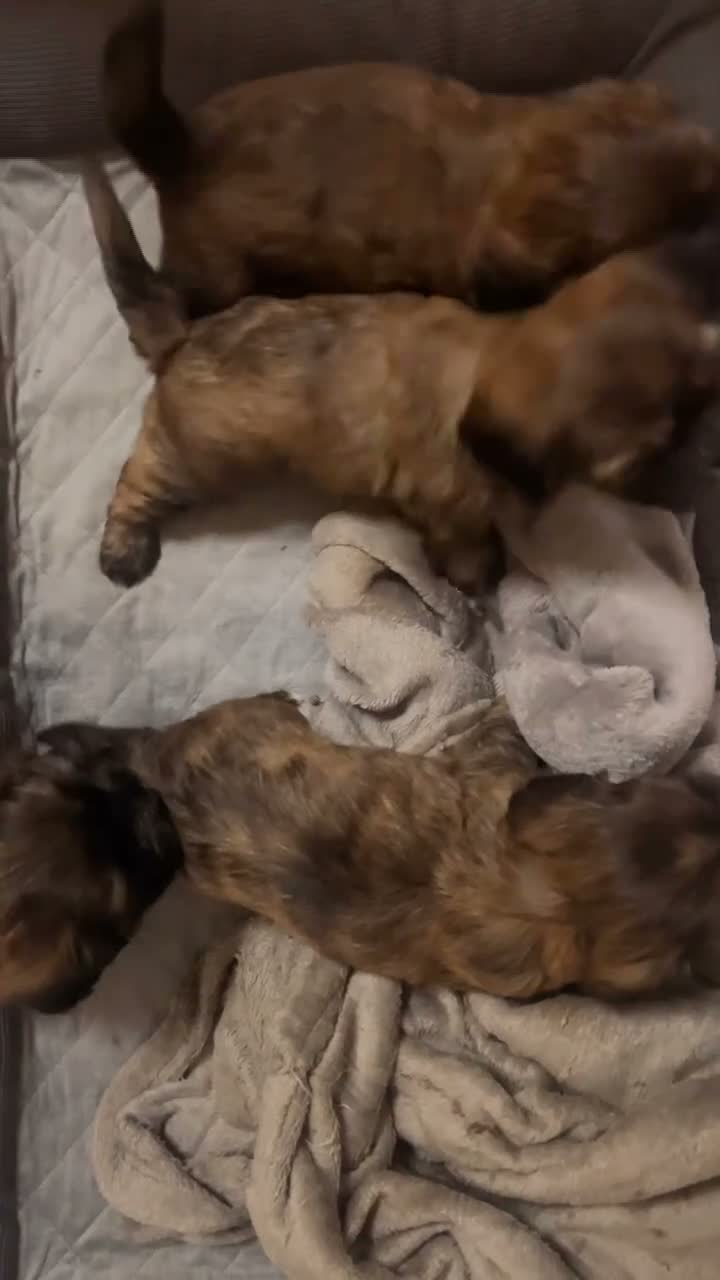 Cava Tzu dogs for sale: TWO BEAUTIFUL CAVA TZU GIRLS LEFT (F1) - Video 1