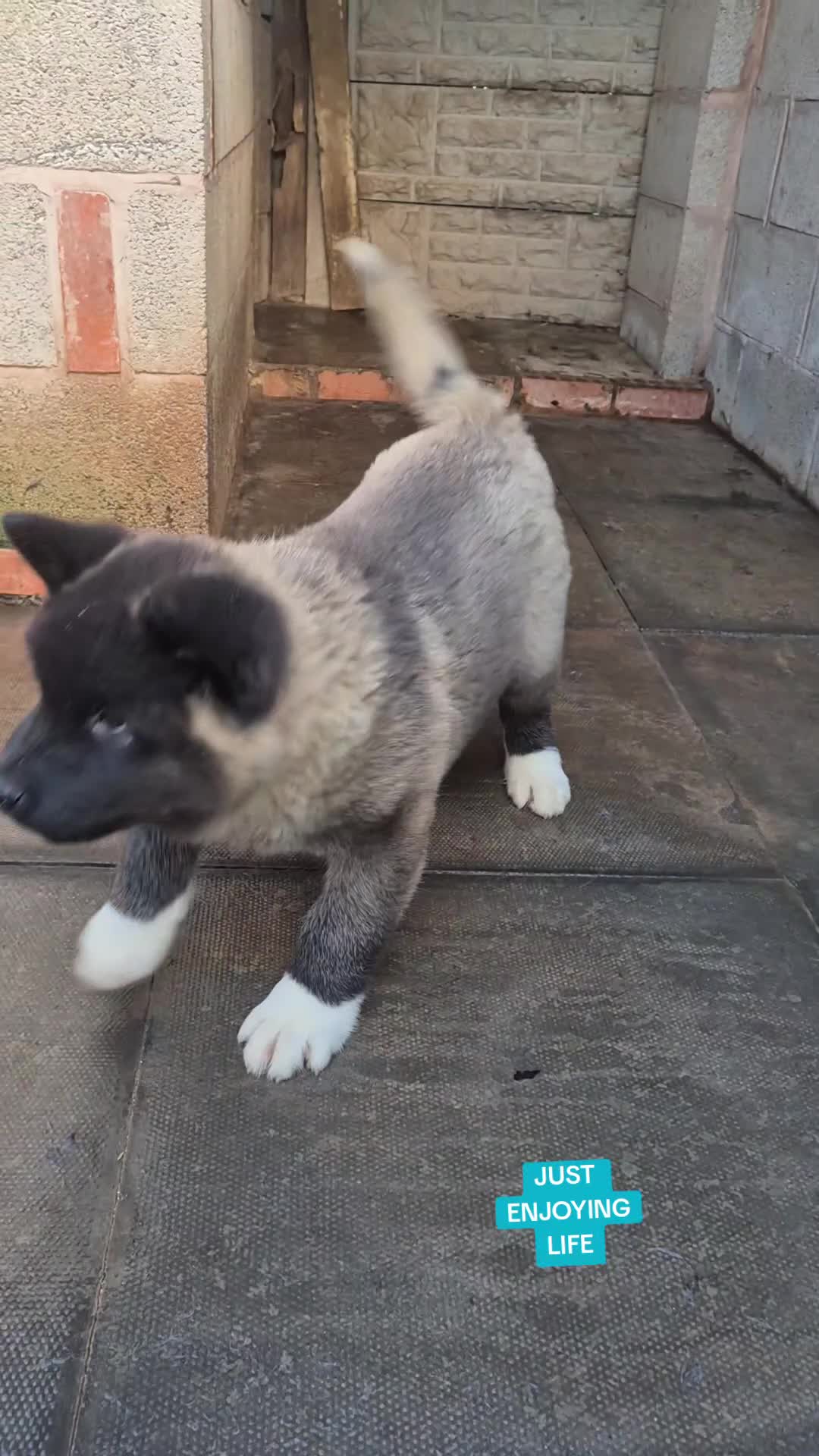 Akita dogs for sale: KC REGISTERED BEAR HEAD AMERICAN AKITA FEMALE PUP - Video 4