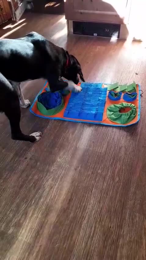 Mixed Breed dogs for adoption: NORA FOR ADOPTION IN CORNWALL/DEVON - Video 3