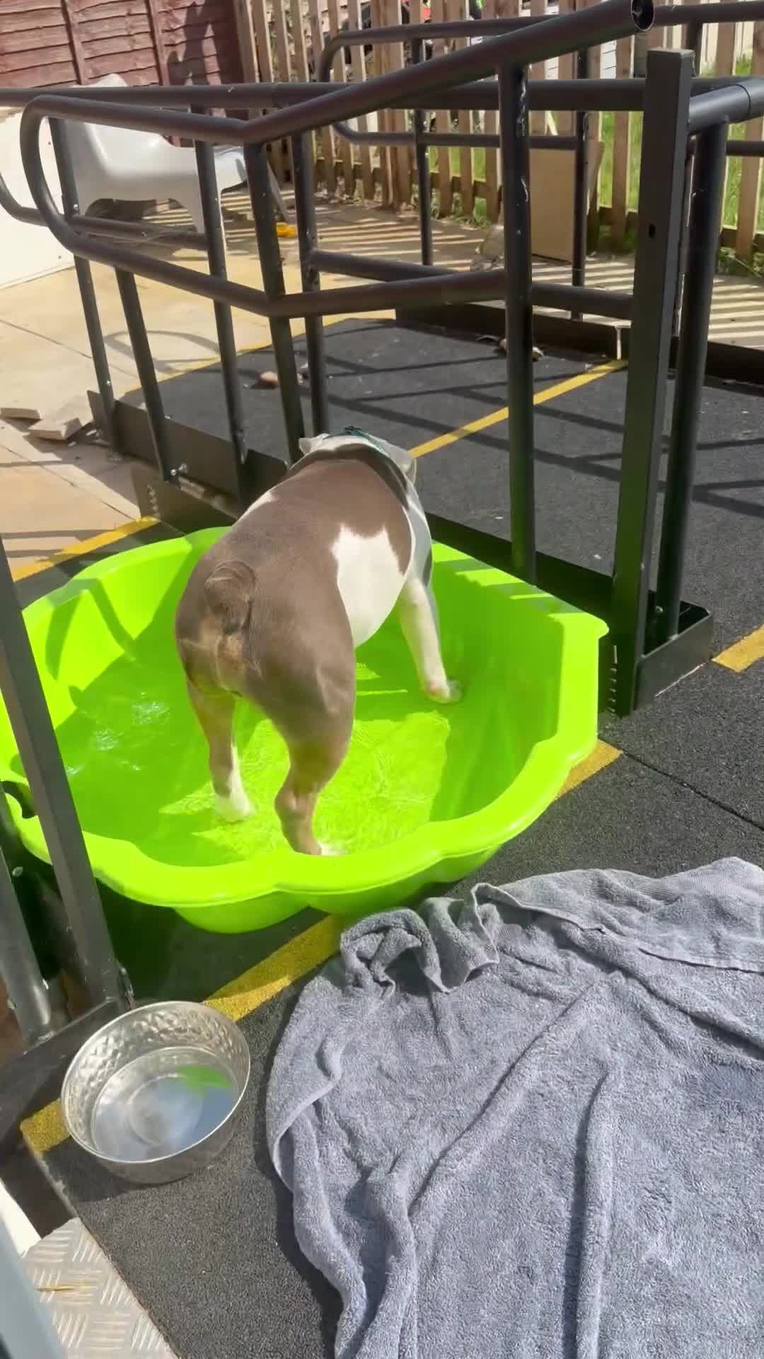 Olde English Bulldogge dogs for sale: Looking for a lap in Huntingdon - Video 1