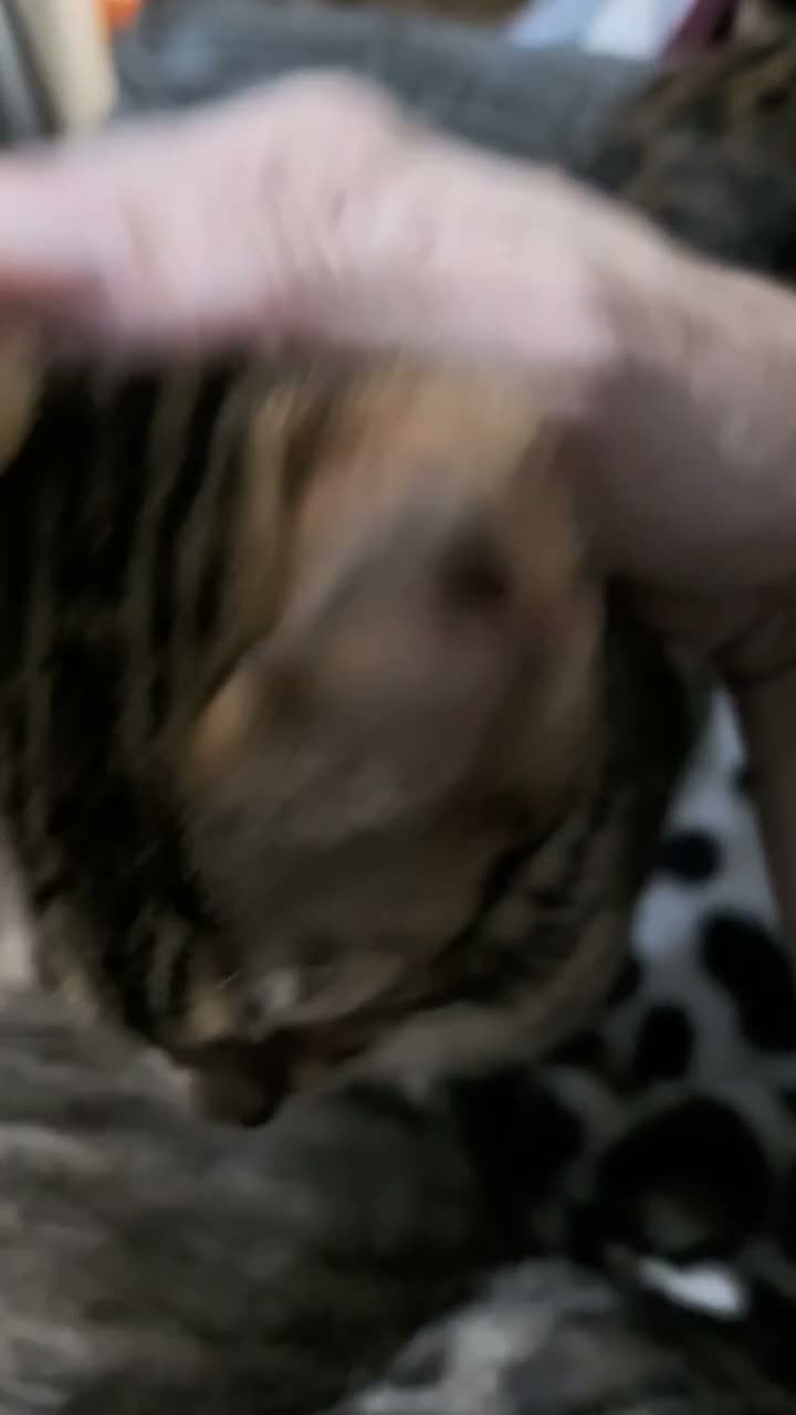 Bengal cats for sale: Pedigree brown and blue rosetted bengals - Video 2