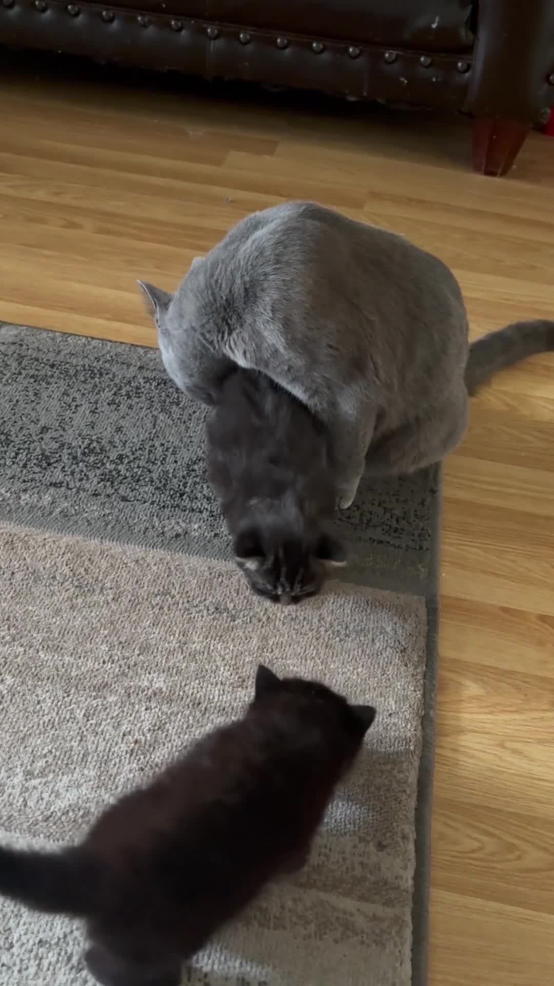 Mixed Breed cats for sale: British Short Hair Mix kittens - Video 1