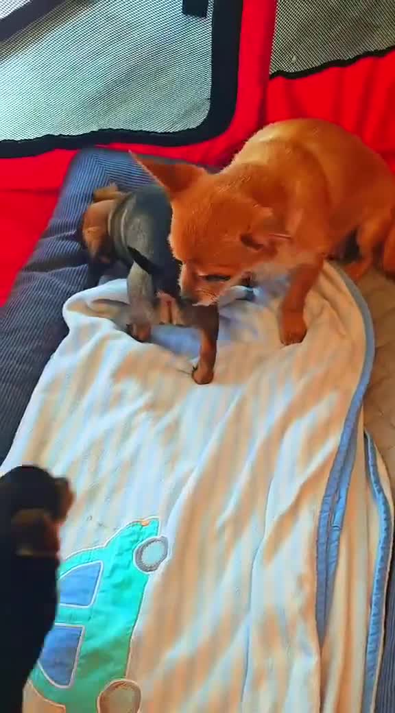Mixed Breed dogs for sale: Adorable Chihuahua x Prague Ratter Puppies - Video 2