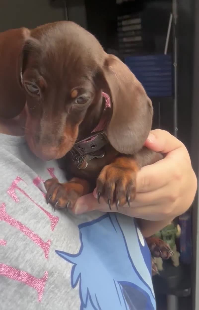 Dachshund dogs for sale: 1x puppy Dachshund - Video 1