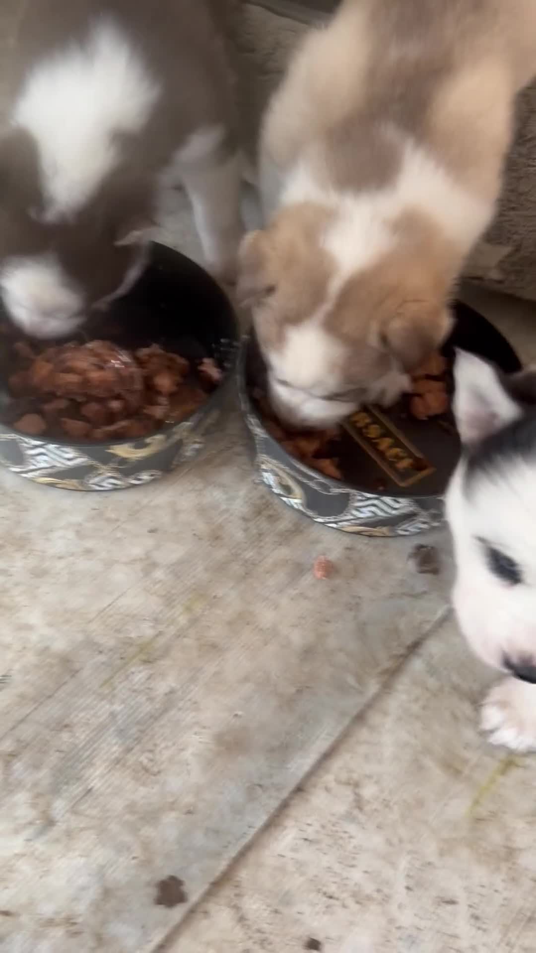 Siberian Husky dogs for sale: Adorable Siberian Husky puppies born December 14th - Video 1