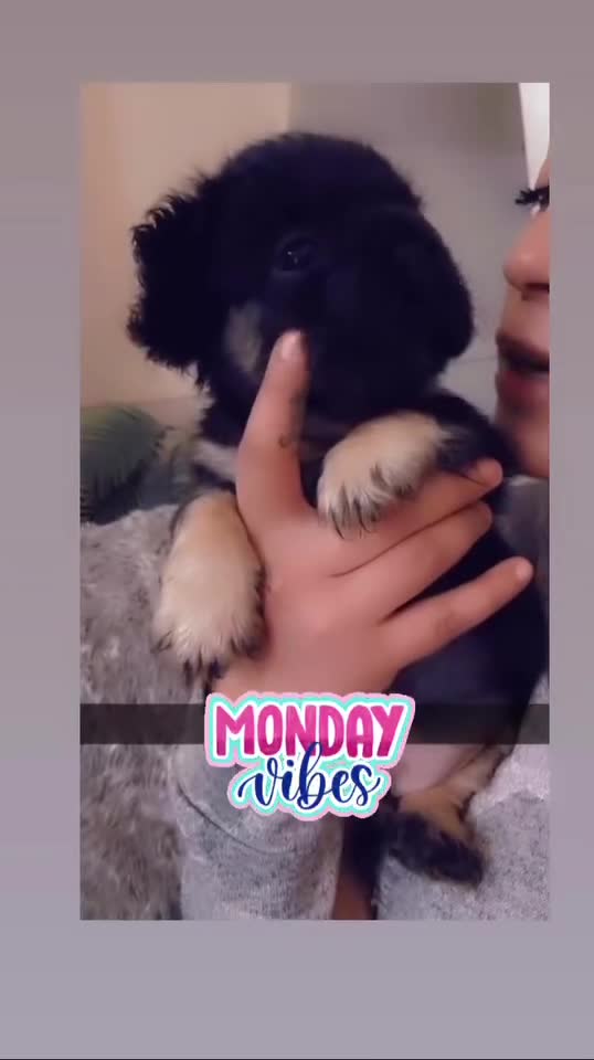 French Bulldog dogs for stud: Lilac & Cherry tan Fluffy in Manchester - Video 4
