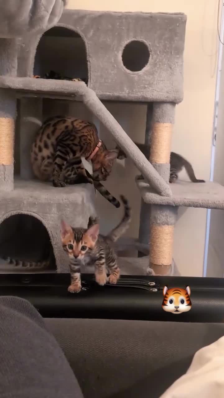 Bengal cats for sale: Stunning Bengal Kittens – Reservations Now Open in Woodford Green - Video 1