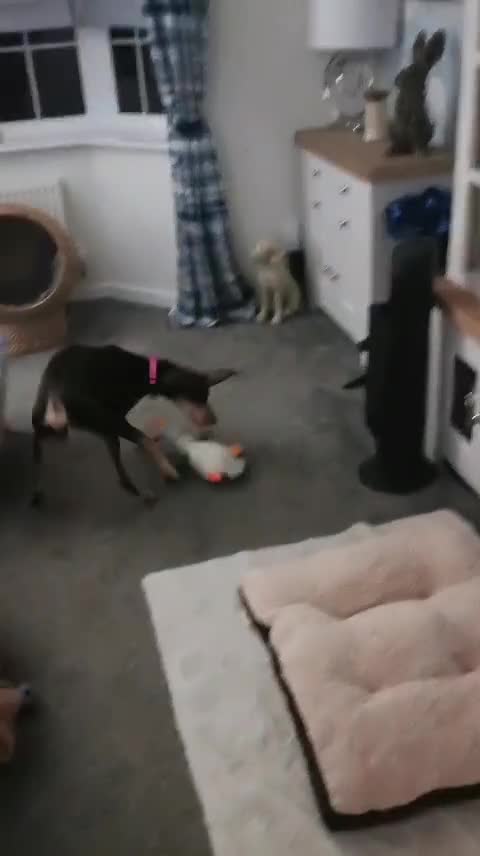 Mixed Breed dogs for adoption: Todd- chocolate pudding - Video 1