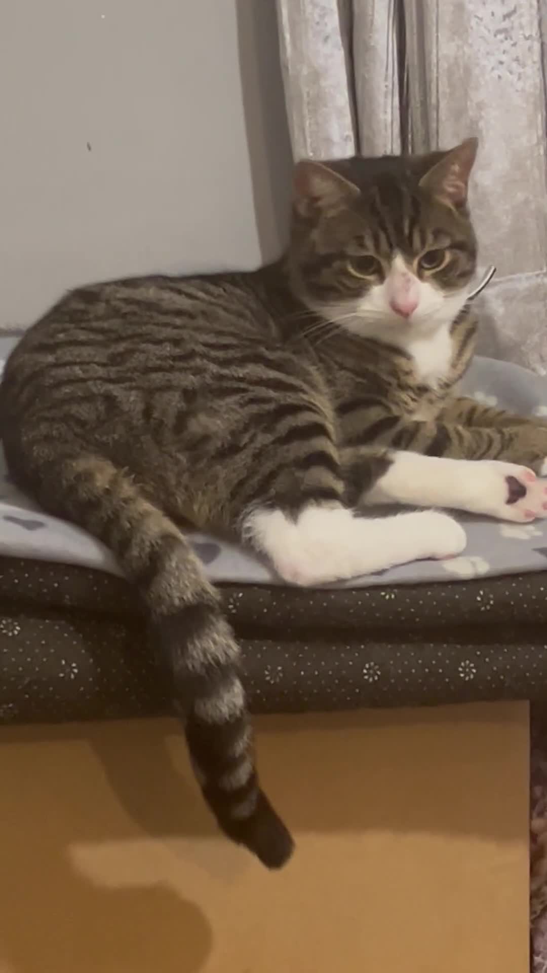 Mixed Breed cats for sale: Tabby kitten - Video 3