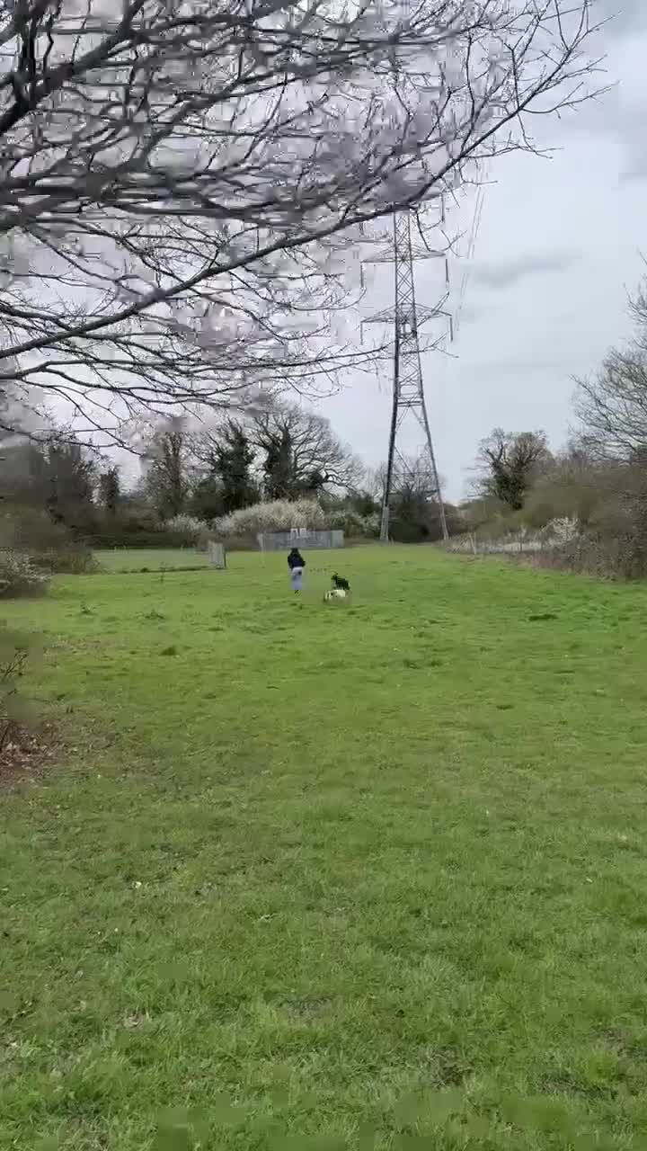 Mixed Breed dogs for adoption: SOCKS - 1 year old, Female, Beautiful Mixed Breed in London - Video 2